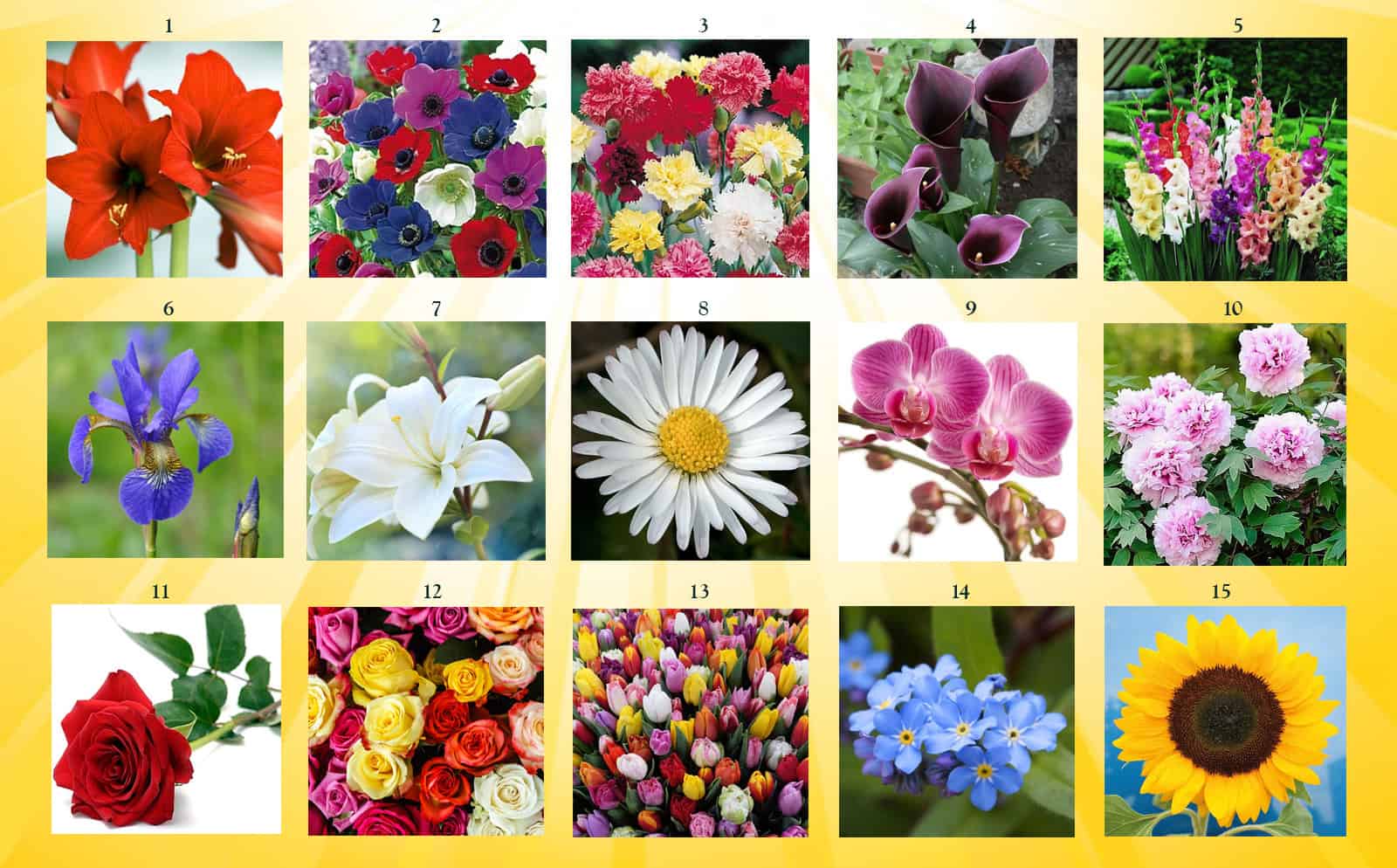 bloemen floriografie genummerd